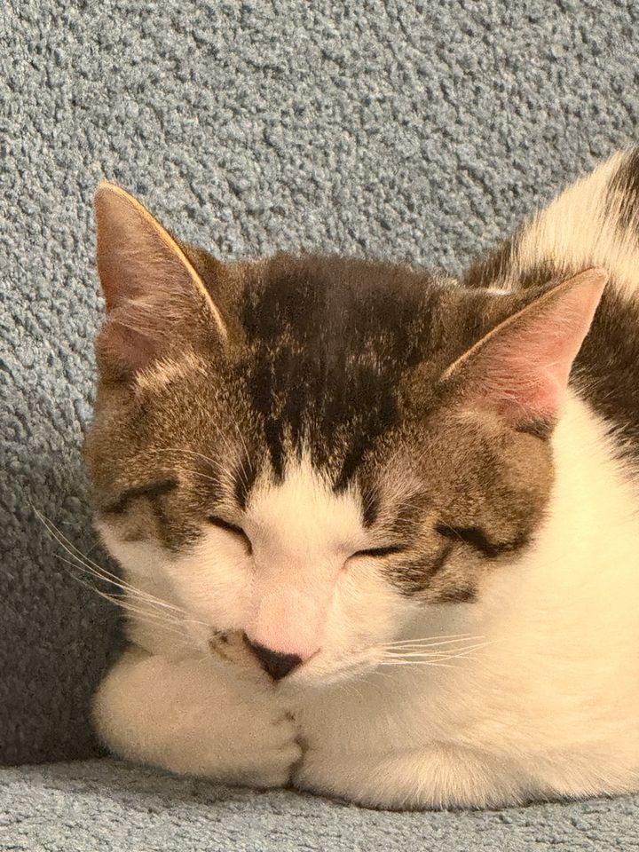 서울 강서구 (봉구) 펫시터 고객 후기