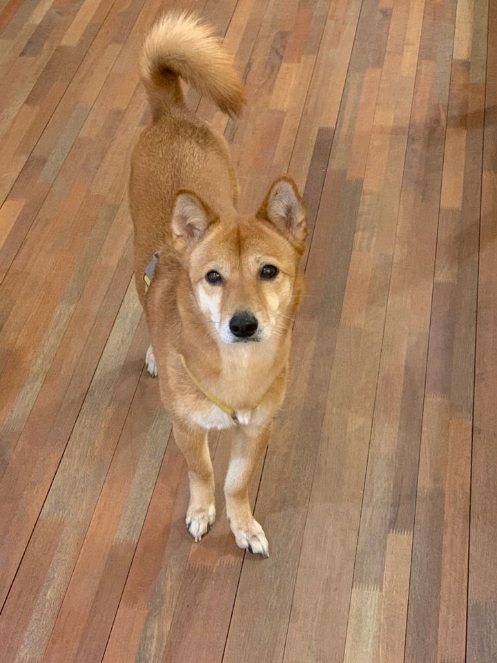 서울 마포구 (조조) 펫시터 고객 후기