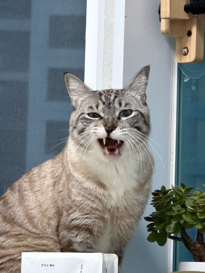 경기 부천시 (레오) 펫시터 고객 후기