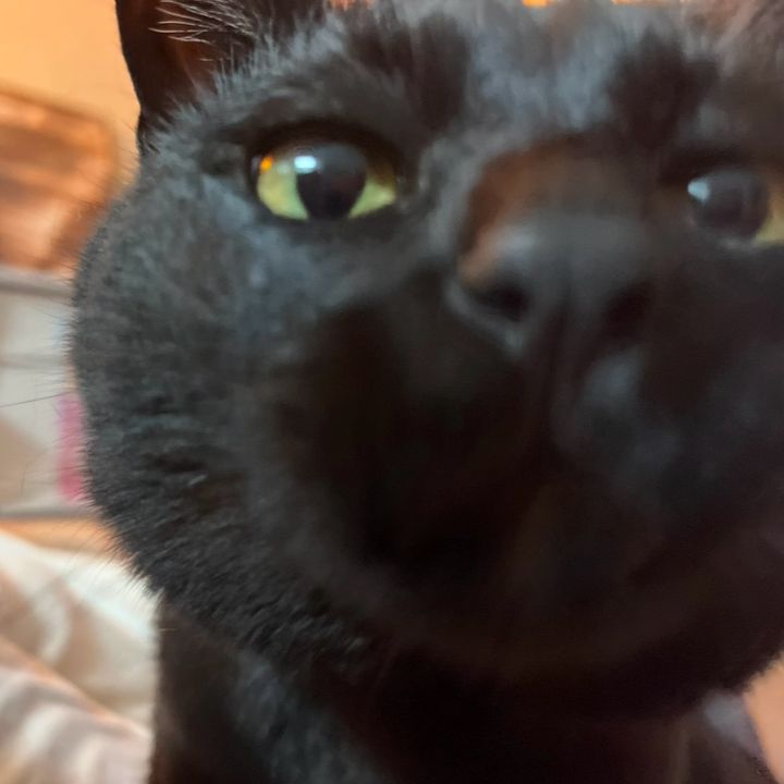 서울 서초구 (라온) 펫시터 고객 후기