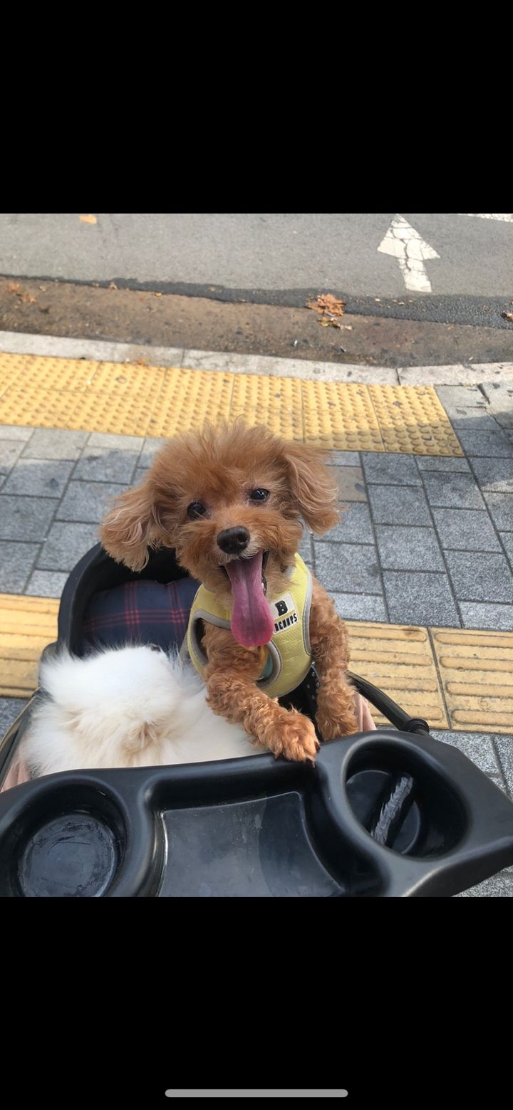 서울 서대문구 (소망이) 펫시터 고객 후기