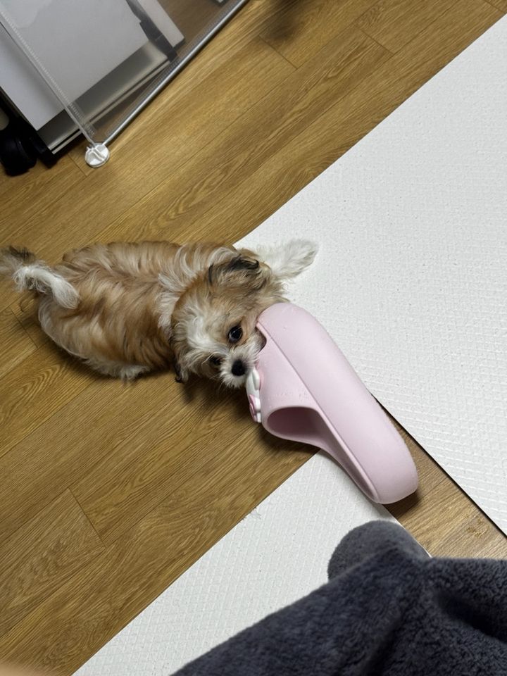 서울 노원구 (호두) 펫시터 고객 후기