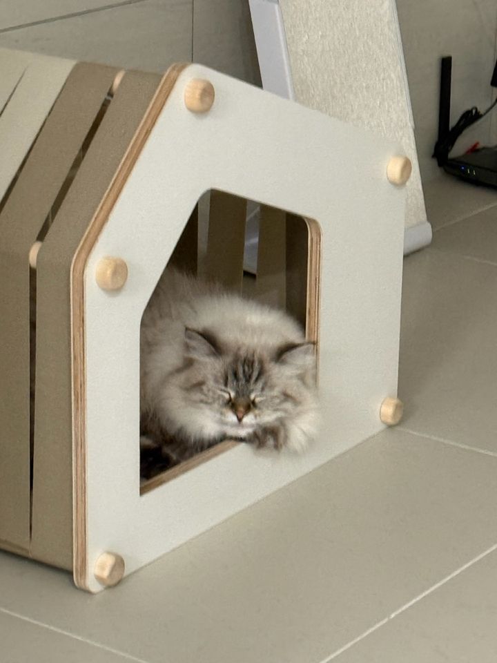 경기 용인시 (청이) 펫시터 고객 후기